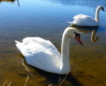 Camminata al Lago di Rina