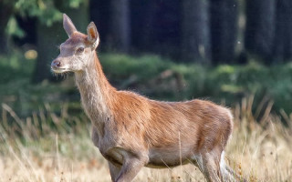 Die Jagdsaison ist eröffnet