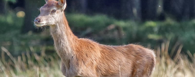 Die Jagdsaison ist eröffnet