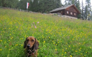 Gaia auf der Alm