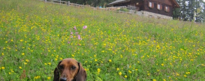 Gaia auf der Alm