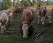 Il bestiame in malga 2015