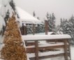 Winter 2016-2017