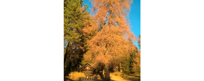 Goldener Herbst