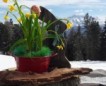 Winter/Frühjahr 2018